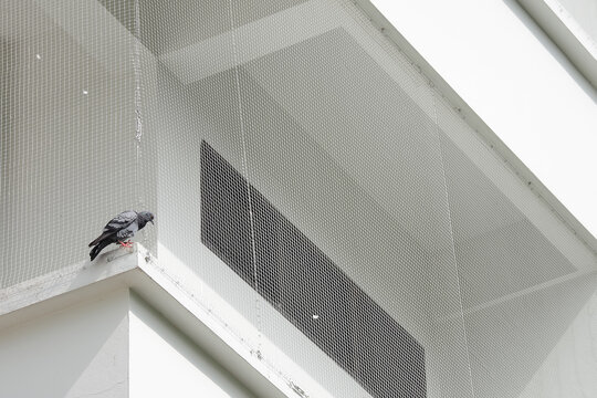 Pigeon Net for Balcony in Raj Nagar Extension