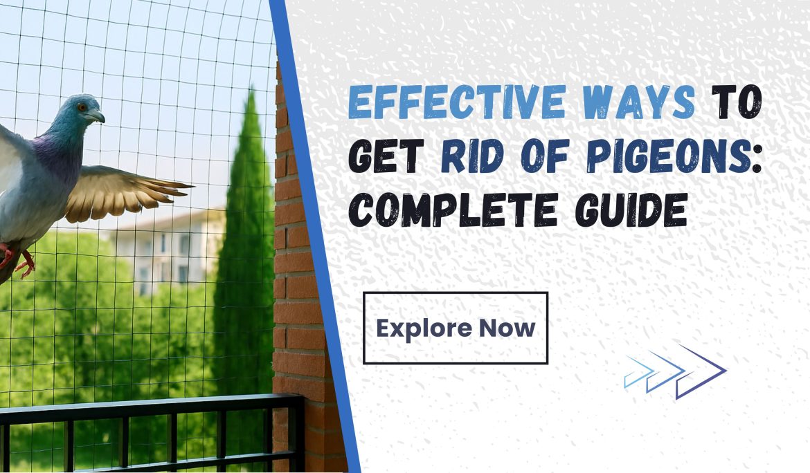 Effective Ways to Get Rid of Pigeons Complete Guide