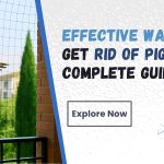 Effective Ways to Get Rid of Pigeons Complete Guide